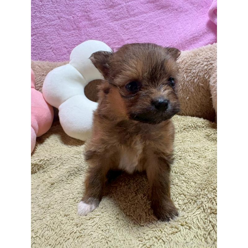 販売中の山形県のミックス犬-456758の3枚目