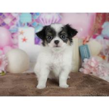 ♀︎チワワ(ロングコート)