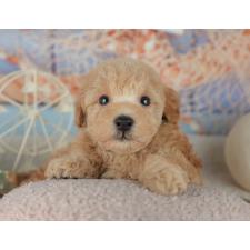 ♀︎トイプードル