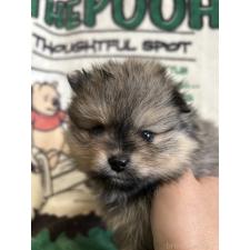 オンライン見学