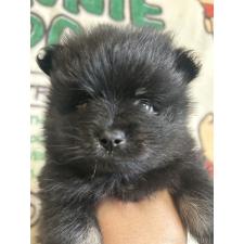 ♀︎ポメラニアン