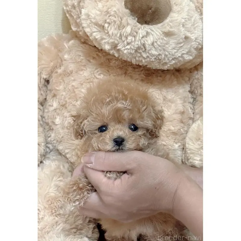 販売中の静岡県のティーカッププードル-456760の9枚目
