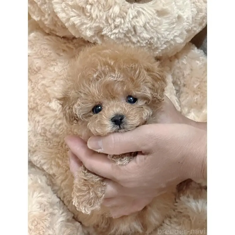 販売中の静岡県のティーカッププードル-456760の8枚目