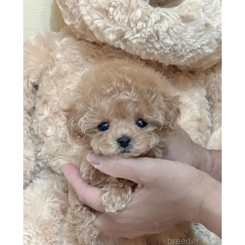 販売中の静岡県のティーカッププードル-456760の6枚目