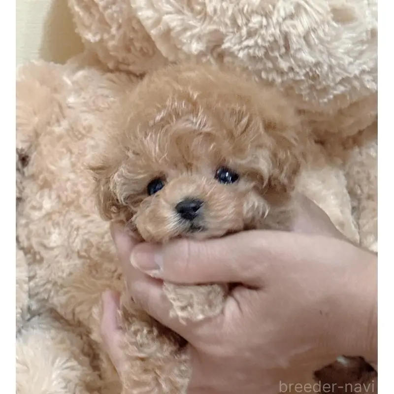 販売中の静岡県のティーカッププードル-456760の5枚目