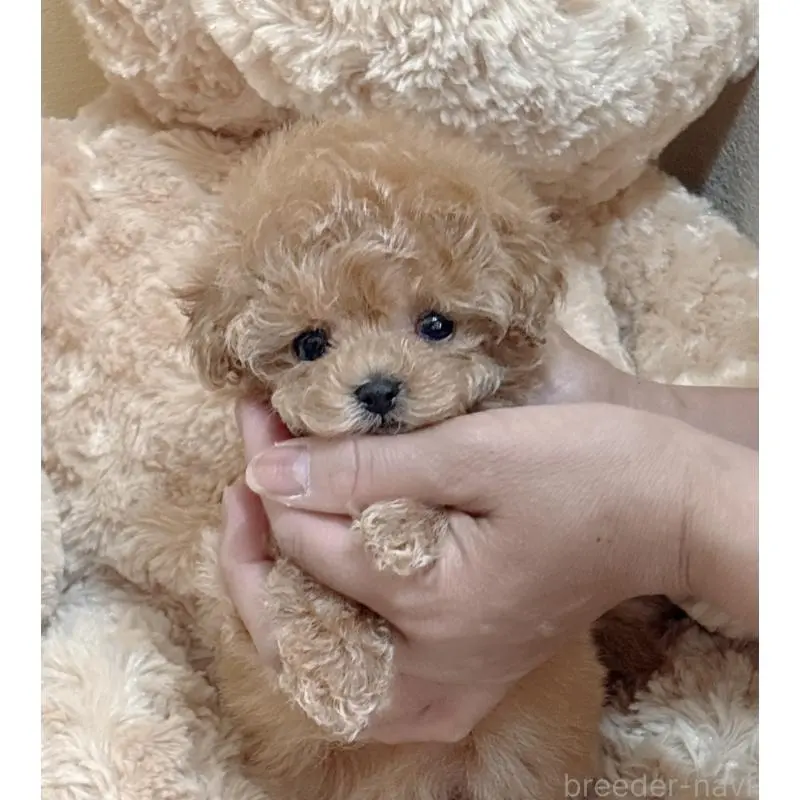 販売中の静岡県のティーカッププードル-456760の4枚目