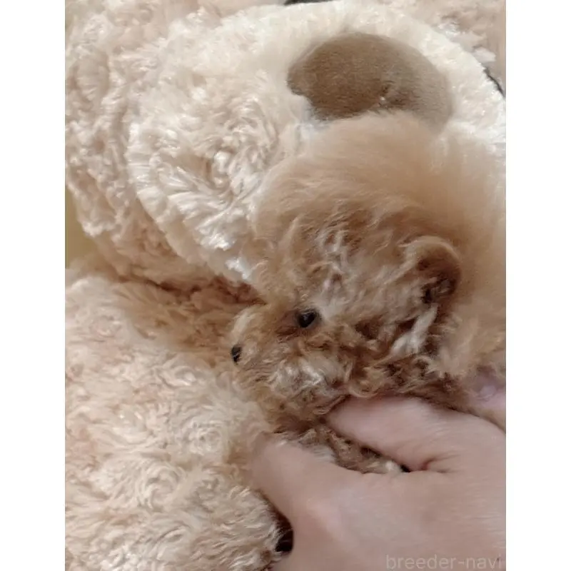 販売中の静岡県のティーカッププードル-456760の3枚目