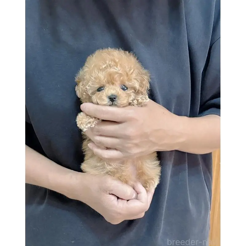 販売中の静岡県のティーカッププードル-456760の2枚目