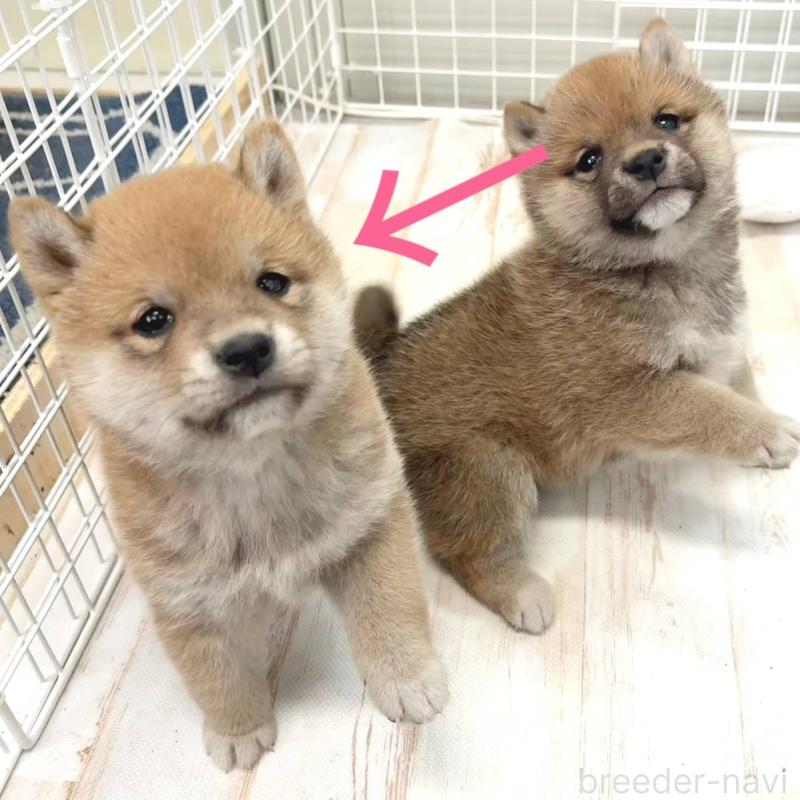 販売中の茨城県の豆柴-456761の7枚目