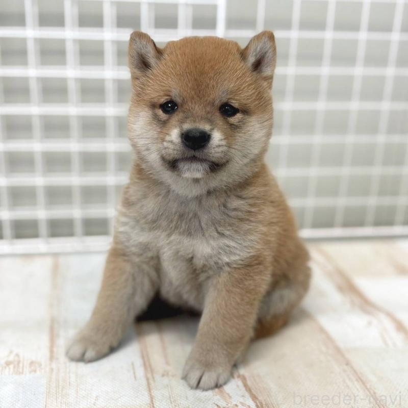 販売中の茨城県の豆柴-456761の6枚目