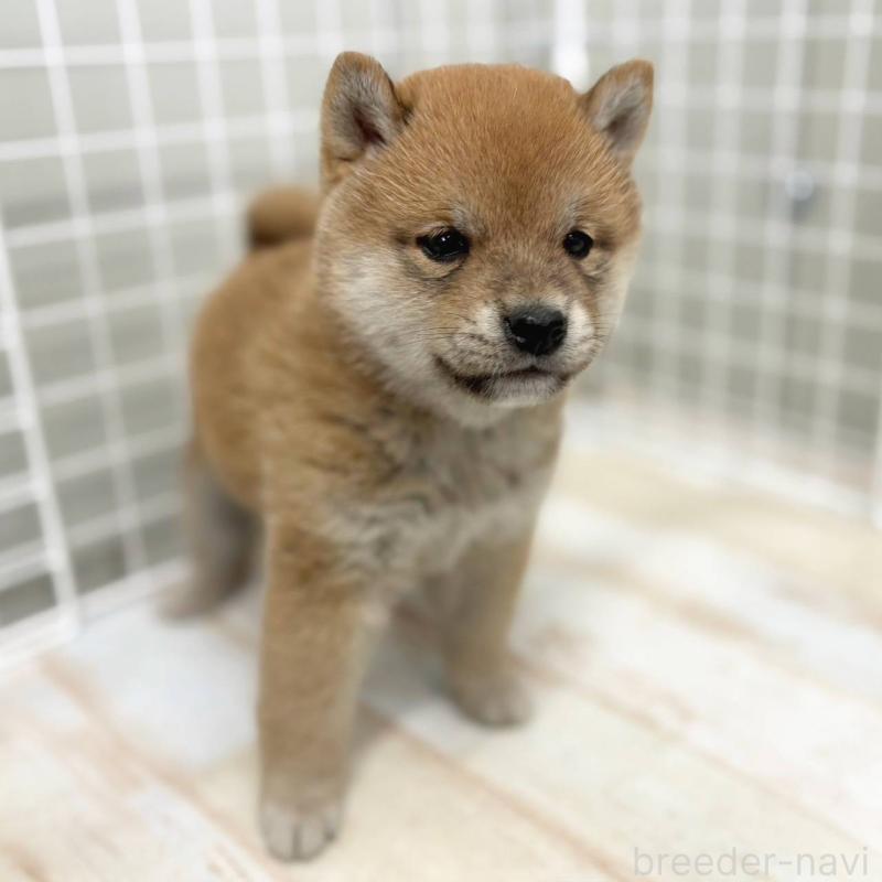 販売中の茨城県の豆柴-456761の5枚目