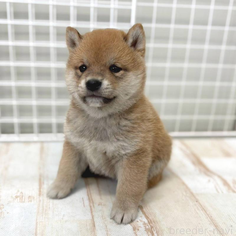 販売中の茨城県の豆柴-456761の4枚目