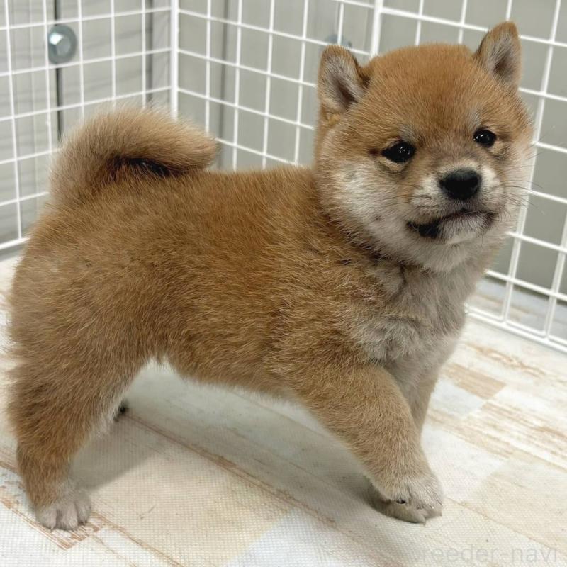 販売中の茨城県の豆柴-456761の3枚目