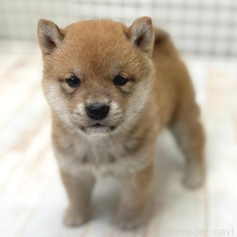 販売中の茨城県の豆柴-456761の2枚目