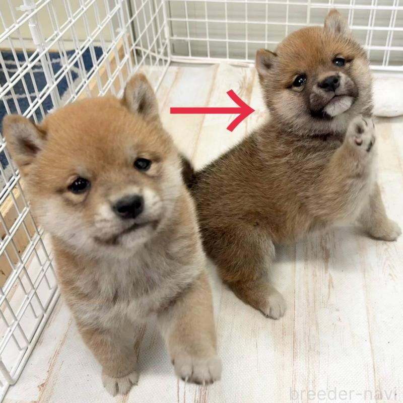 販売中の茨城県の豆柴-456762の8枚目