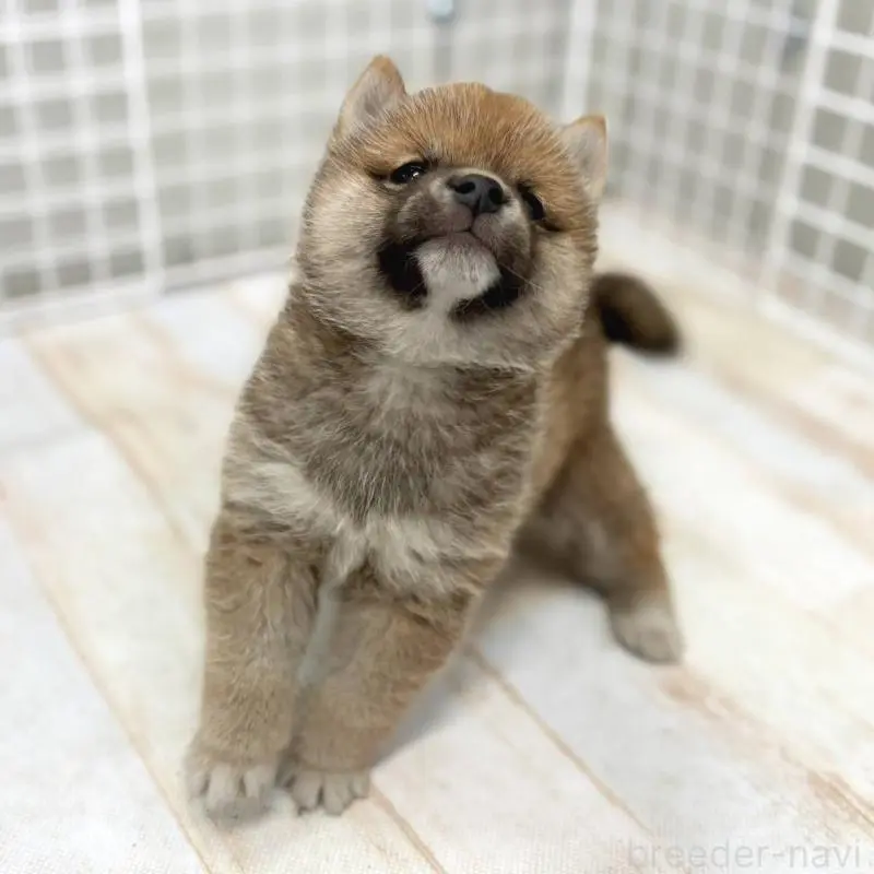 販売中の茨城県の豆柴-456762の7枚目