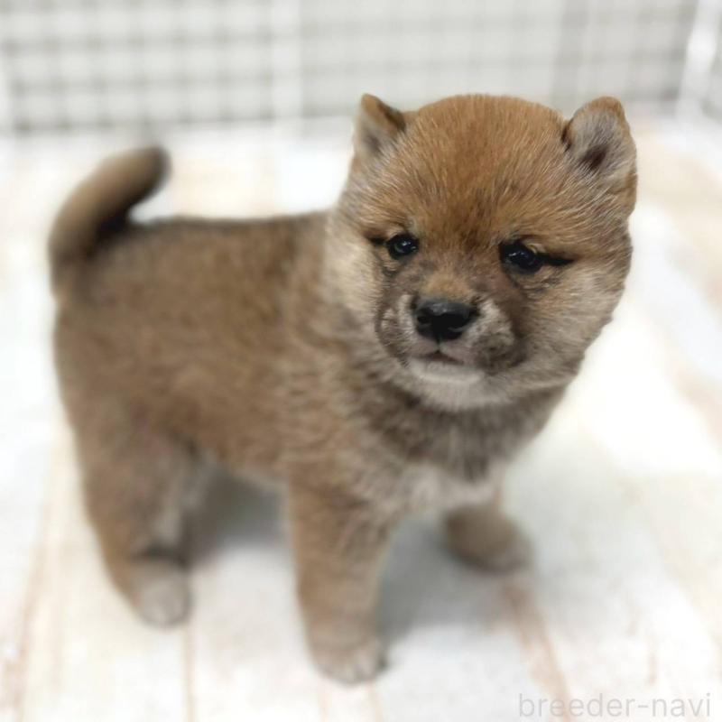 販売中の茨城県の豆柴-456762の6枚目