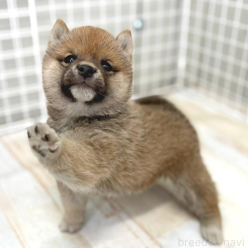 販売中の茨城県の豆柴-456762の5枚目