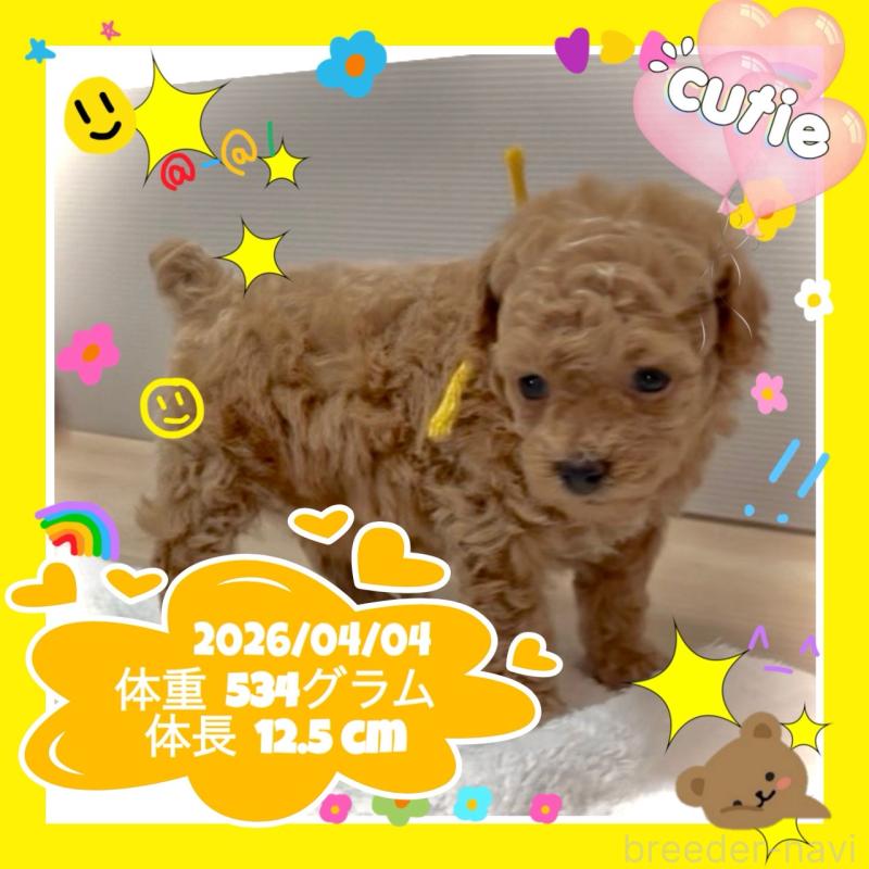 販売中の大阪府のタイニープードル-456763の14枚目