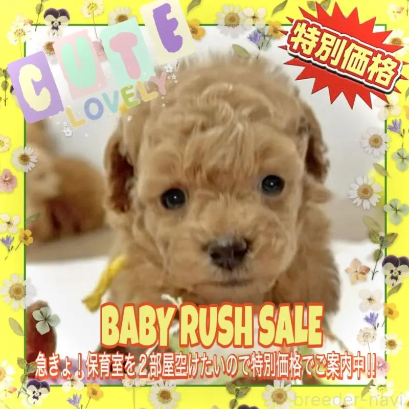 販売中の大阪府のタイニープードル-456763の13枚目