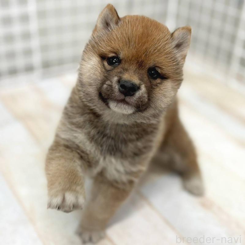 販売中の茨城県の豆柴-456762の4枚目