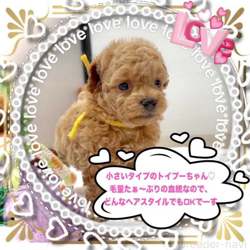 販売中の大阪府のタイニープードル-456763の10枚目