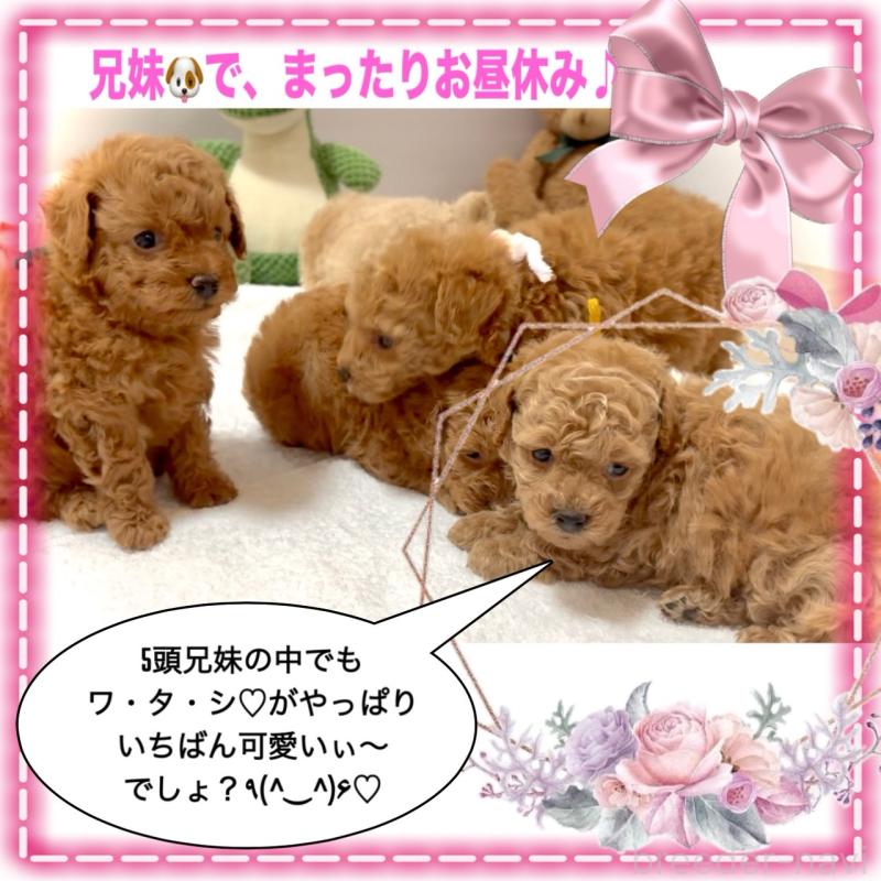 販売中の大阪府のタイニープードル-456763の9枚目