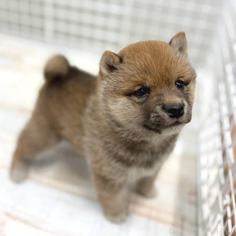 販売中の茨城県の豆柴-456762の3枚目