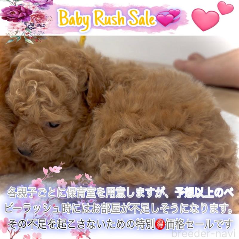販売中の大阪府のタイニープードル-456763の8枚目