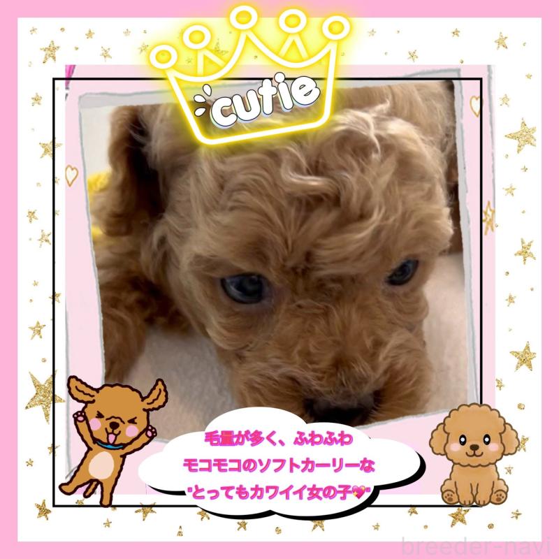 販売中の大阪府のタイニープードル-456763の7枚目