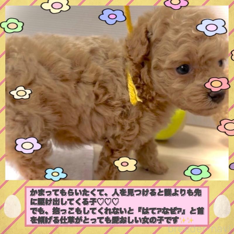 販売中の大阪府のタイニープードル-456763の6枚目