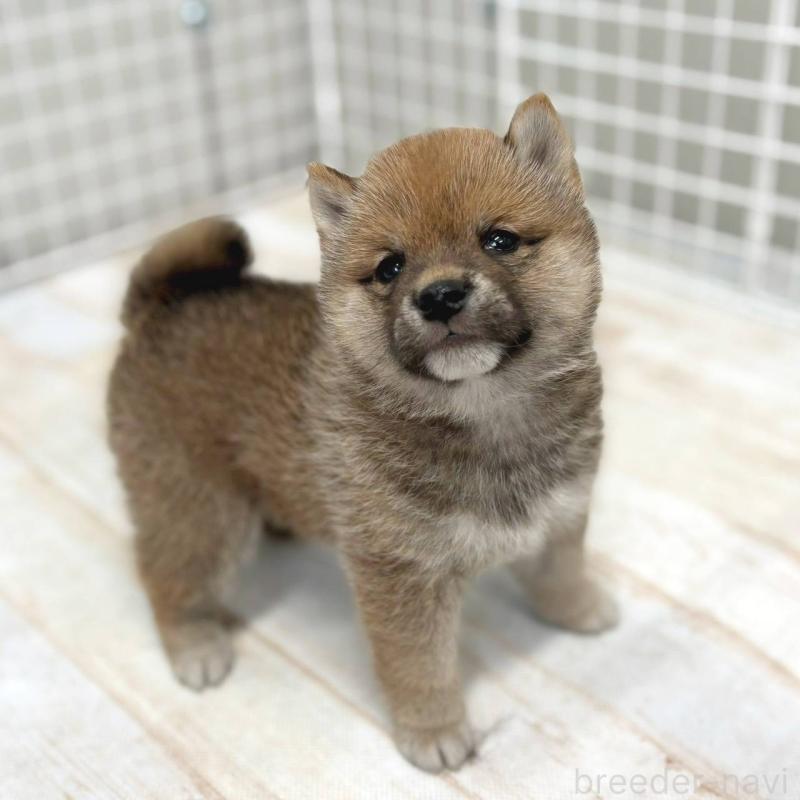 販売中の茨城県の豆柴-456762の2枚目