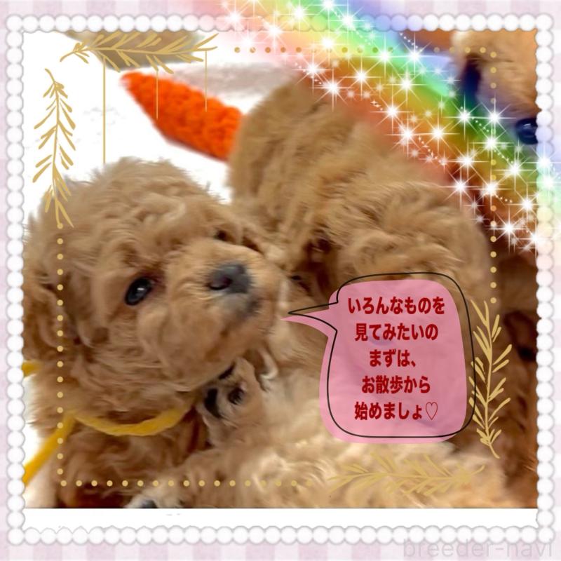 販売中の大阪府のタイニープードル-456763の5枚目