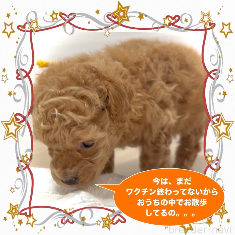 販売中の大阪府のタイニープードル-456763の4枚目
