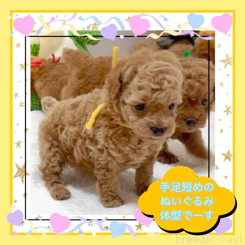 販売中の大阪府のタイニープードル-456763の3枚目
