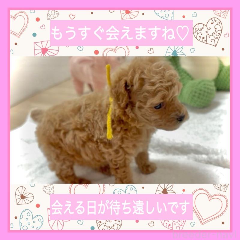 販売中の大阪府のタイニープードル-456763の2枚目