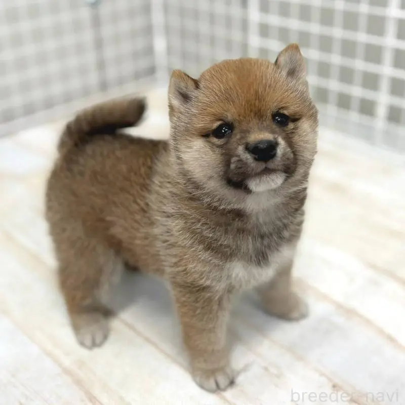 販売中の茨城県の豆柴-456762