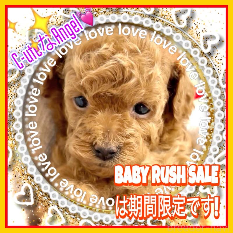 販売中の大阪府のタイニープードル-456764の15枚目