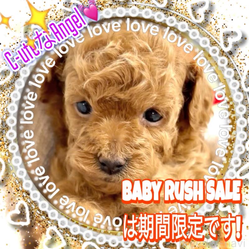 販売中の大阪府のタイニープードル-456764の14枚目