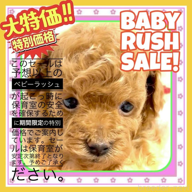 販売中の大阪府のタイニープードル-456764の13枚目