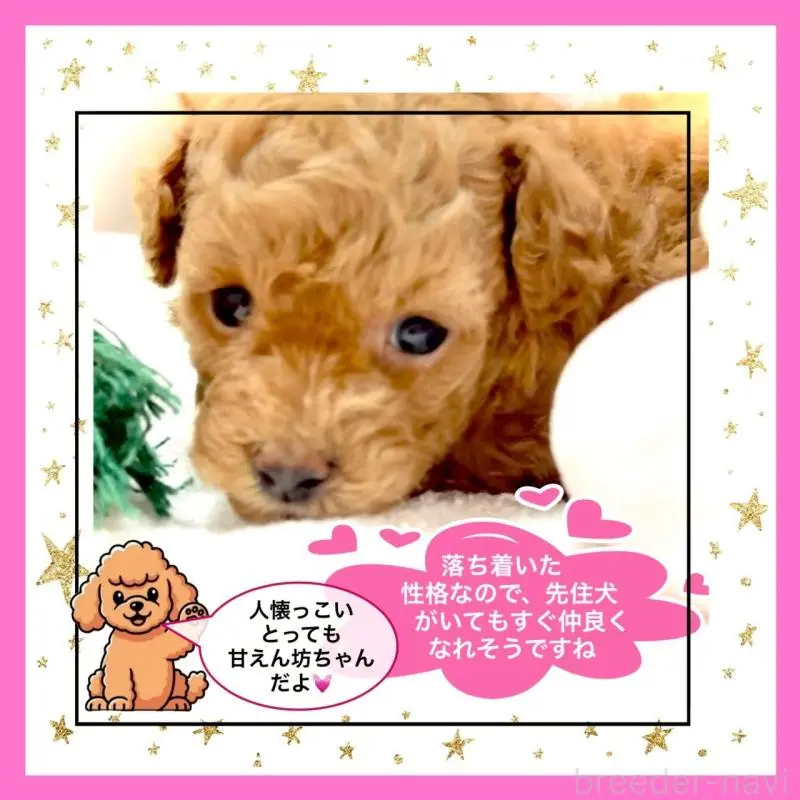 販売中の大阪府のタイニープードル-456764の12枚目