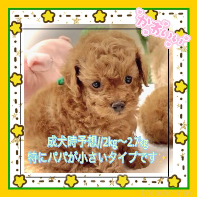 販売中の大阪府のタイニープードル-456764の11枚目