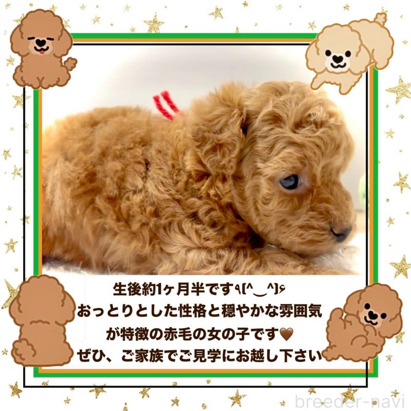 販売中の大阪府のタイニープードル-456764の10枚目