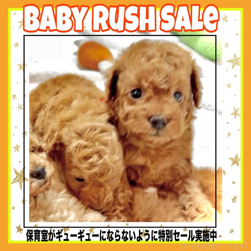 販売中の大阪府のタイニープードル-456764の9枚目