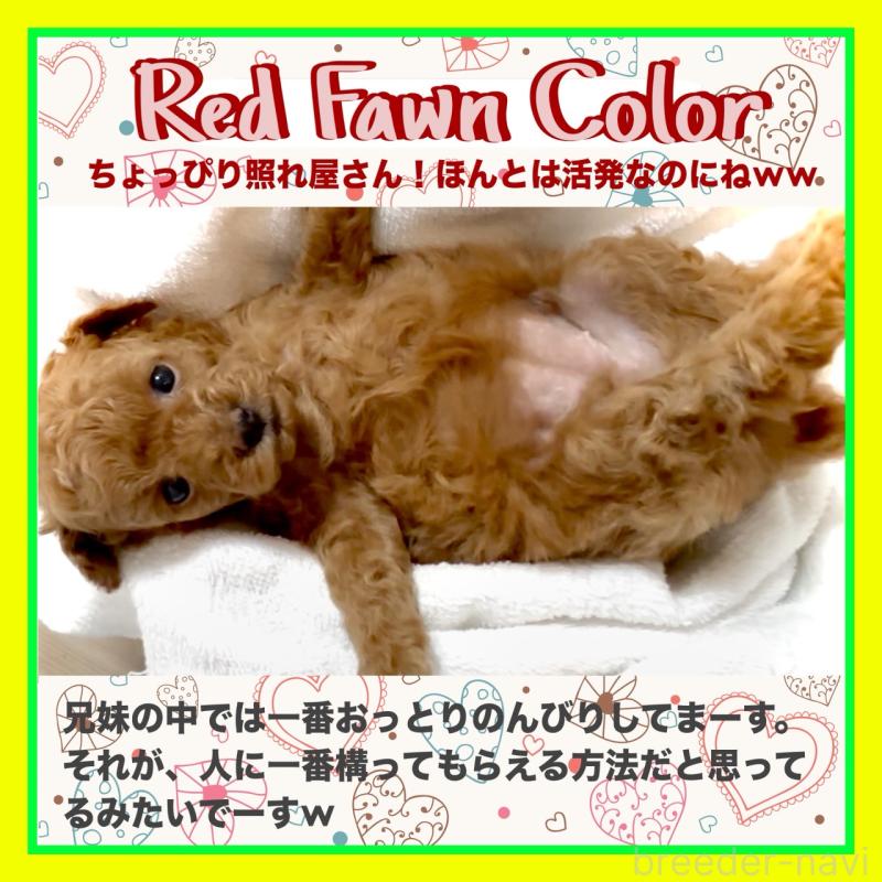 販売中の大阪府のタイニープードル-456764の8枚目