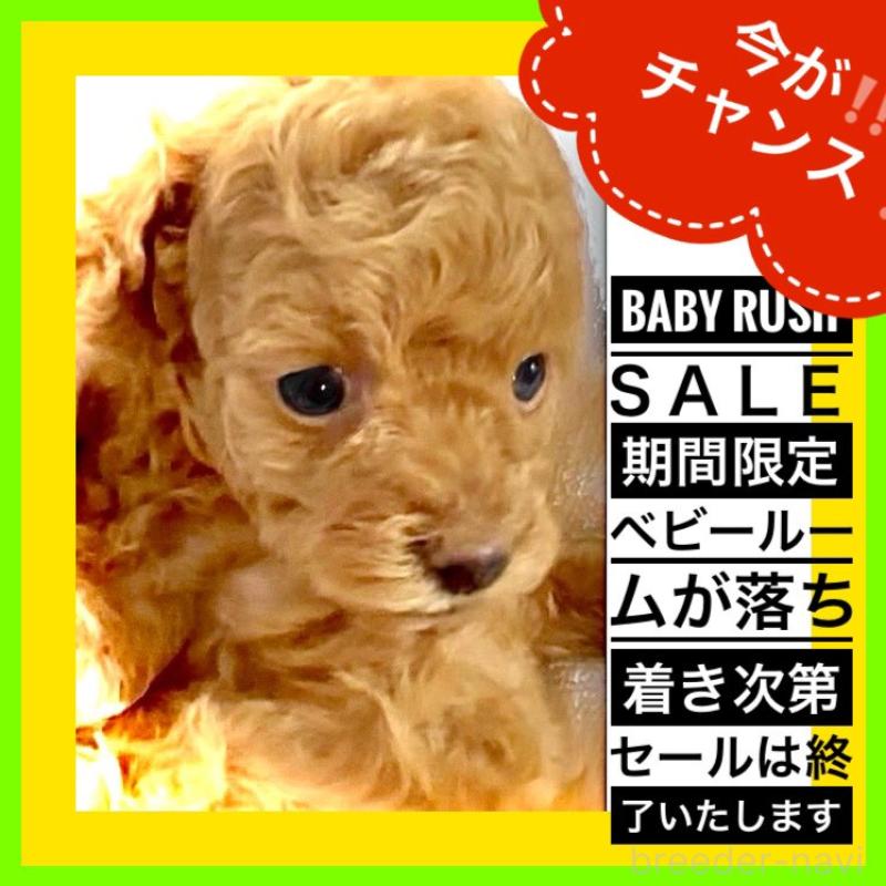 販売中の大阪府のタイニープードル-456764の7枚目