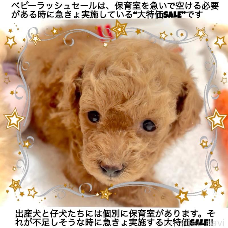 販売中の大阪府のタイニープードル-456764の5枚目