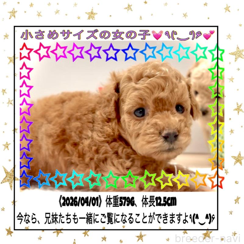 販売中の大阪府のタイニープードル-456764の4枚目