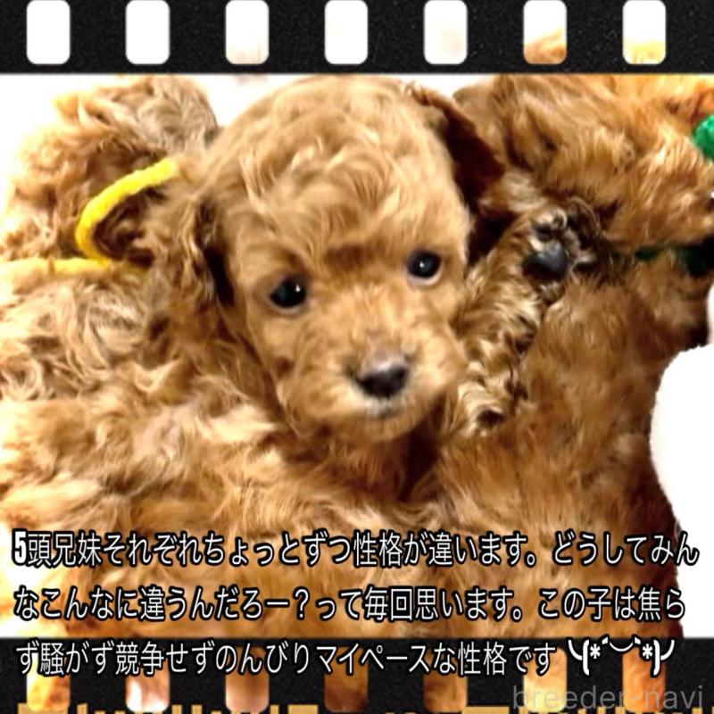 販売中の大阪府のタイニープードル-456764の3枚目