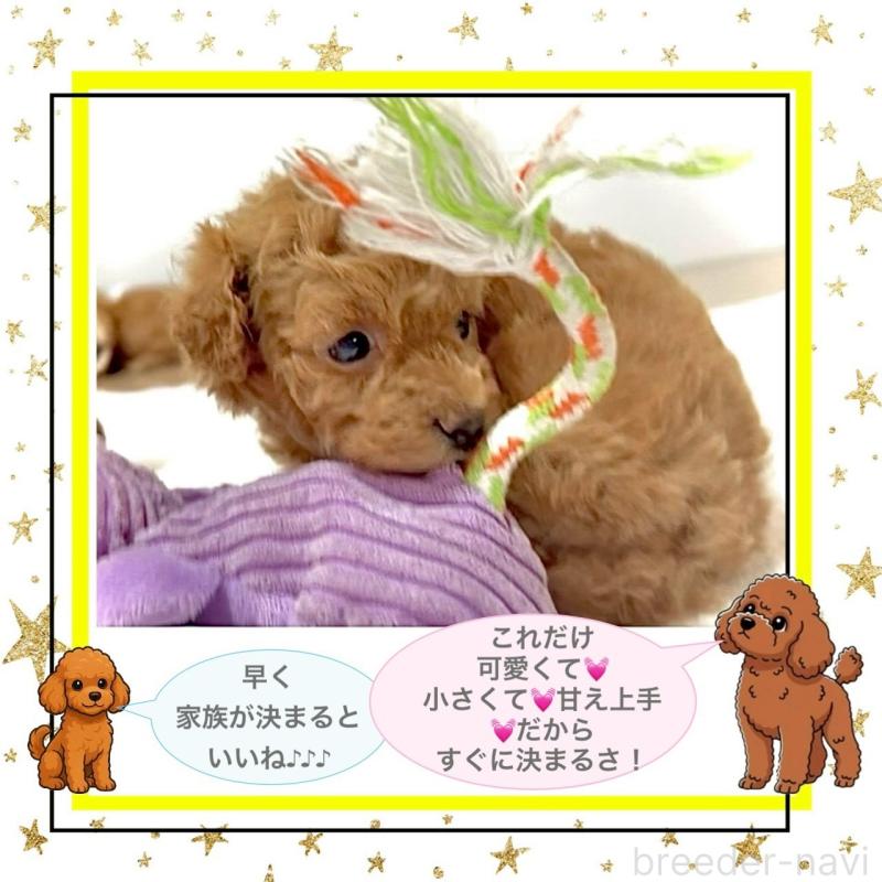 販売中の大阪府のタイニープードル-456764の2枚目